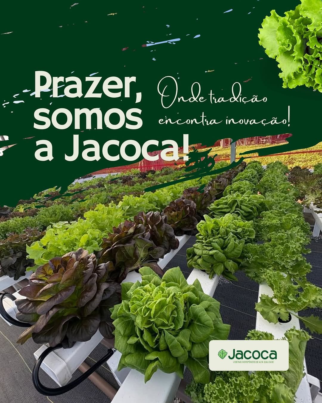 Hortaliças Jacoca
