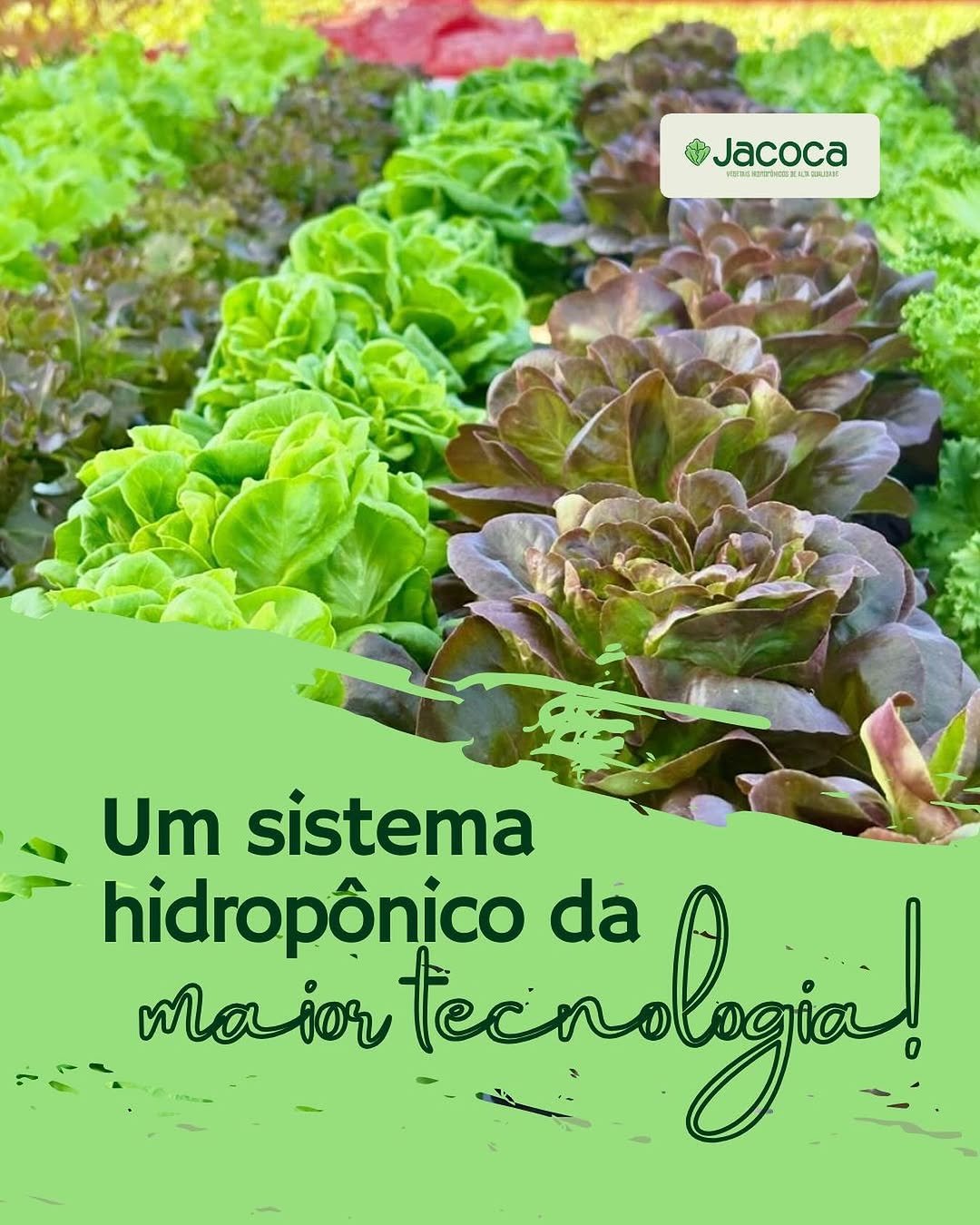 Cultivo hidropônico Jacoca